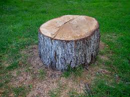  Checotah, OK Tree Removal Pros