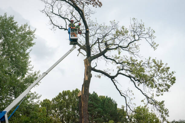 How Our Tree Care Process Works  in  Checotah, OK